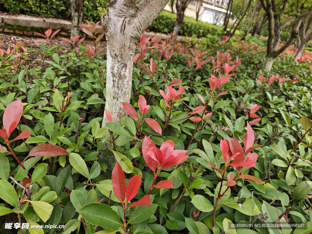 树下红绿叶植物景观