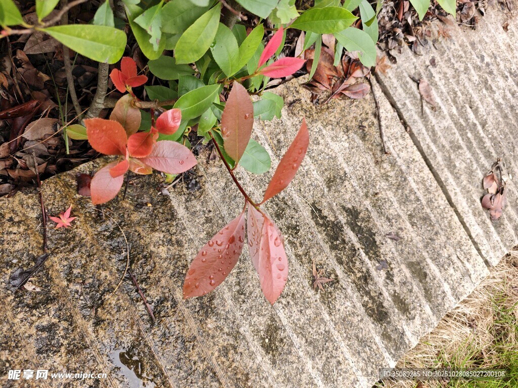 石板旁的鲜艳红叶植物