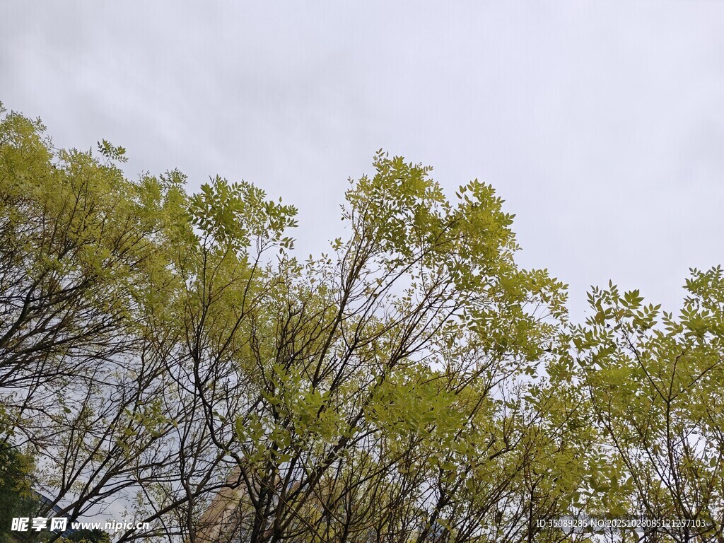 枝头新绿展现春日生机