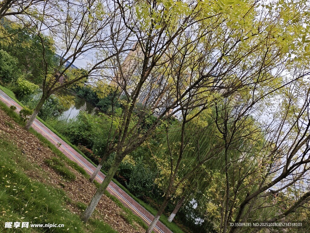 春日林间小道风景