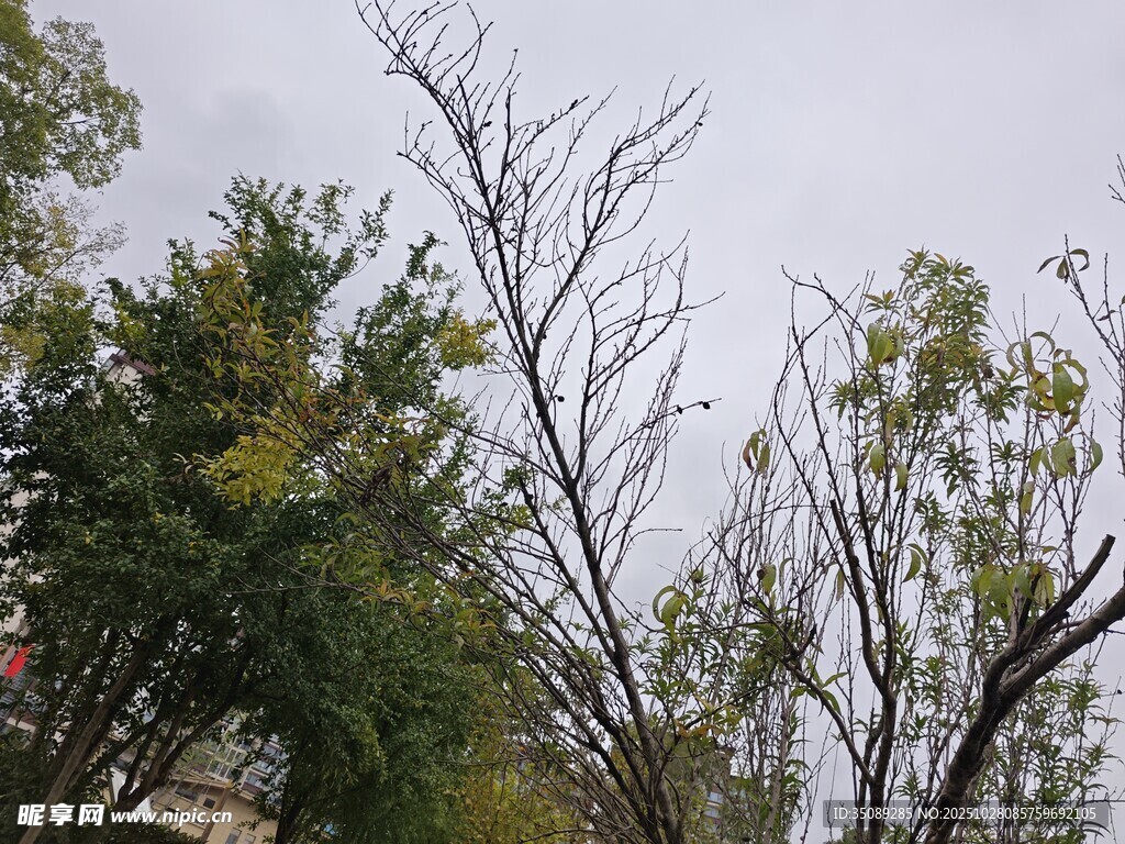 冬日枯树与绿叶景观