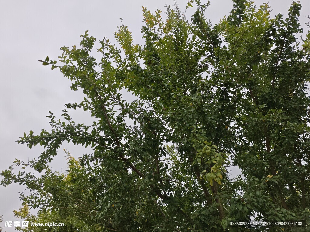 绿叶繁茂的树冠