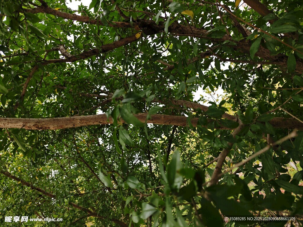 繁茂枝叶间的绿意景致