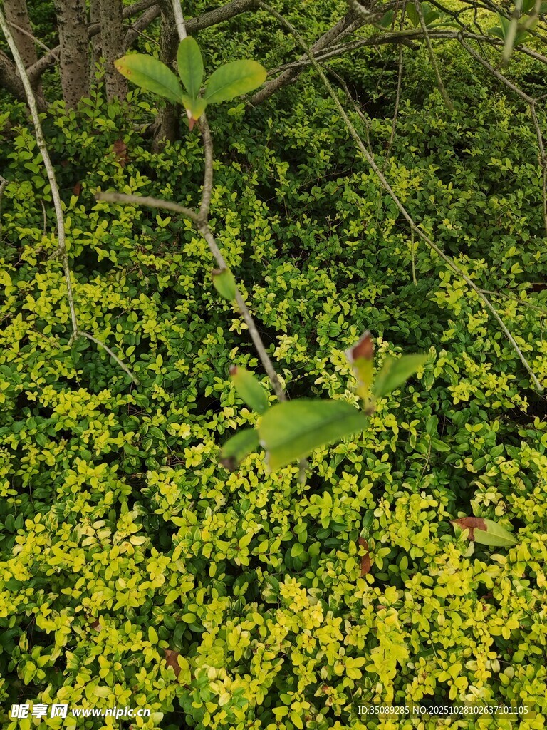 翠绿繁茂绿植景象