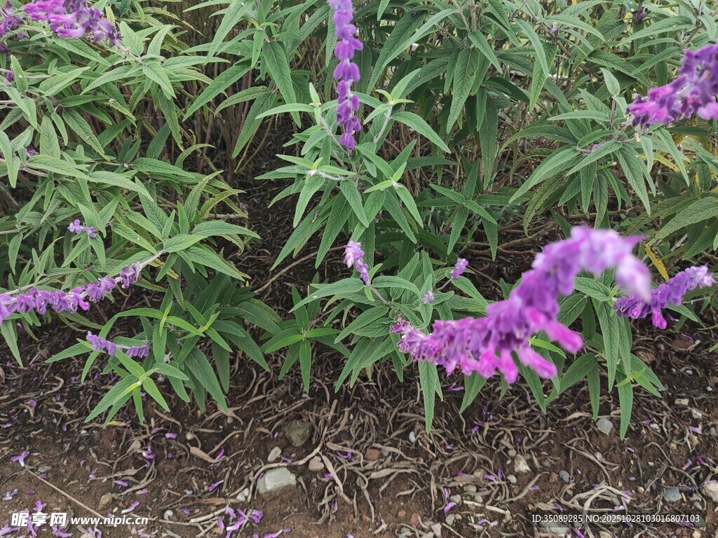 紫色穗状花卉绽放