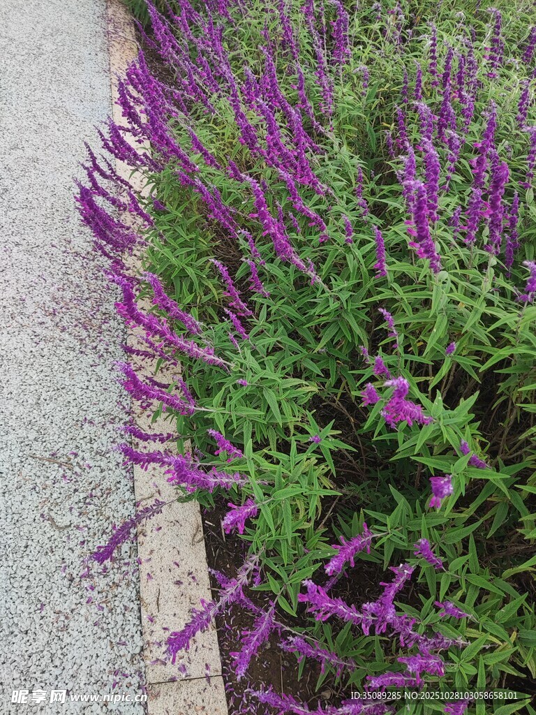 紫色花卉植物景观