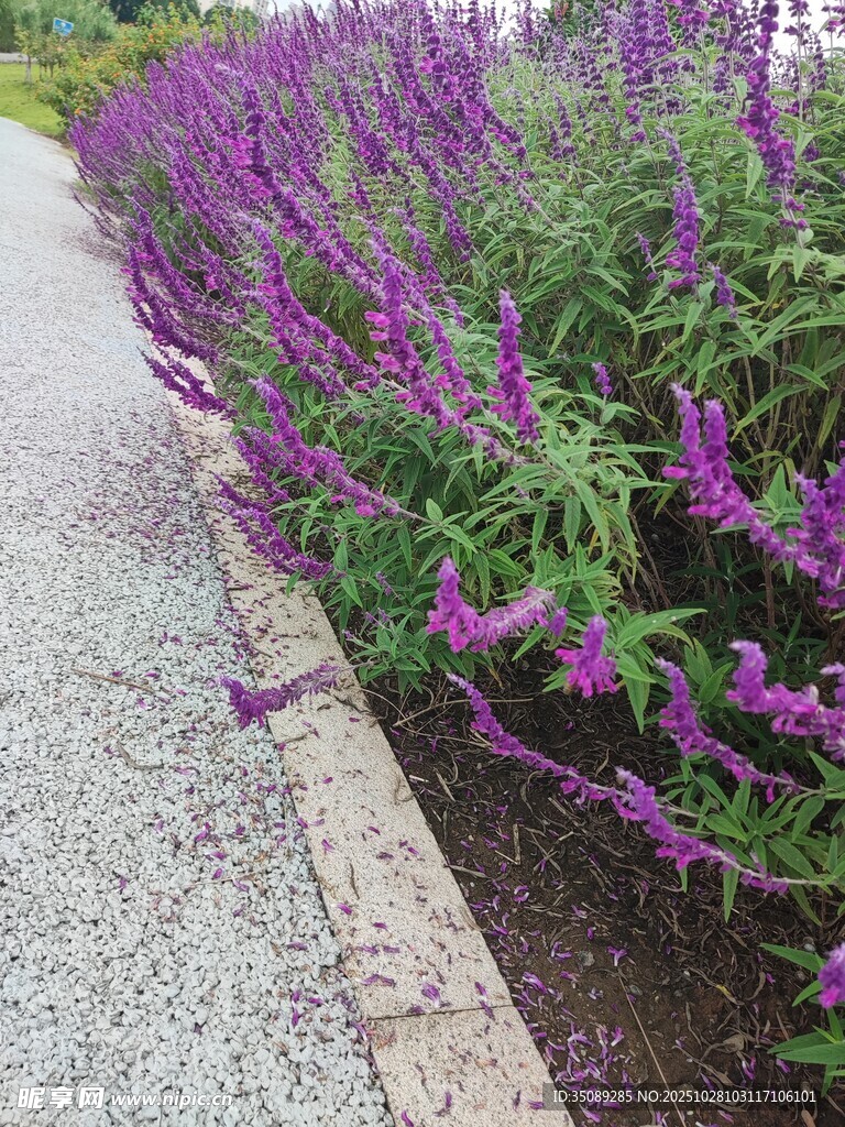路边紫色鼠尾草花丛