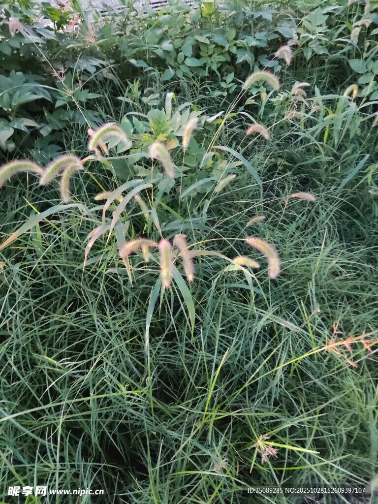 草丛中的弯曲植物