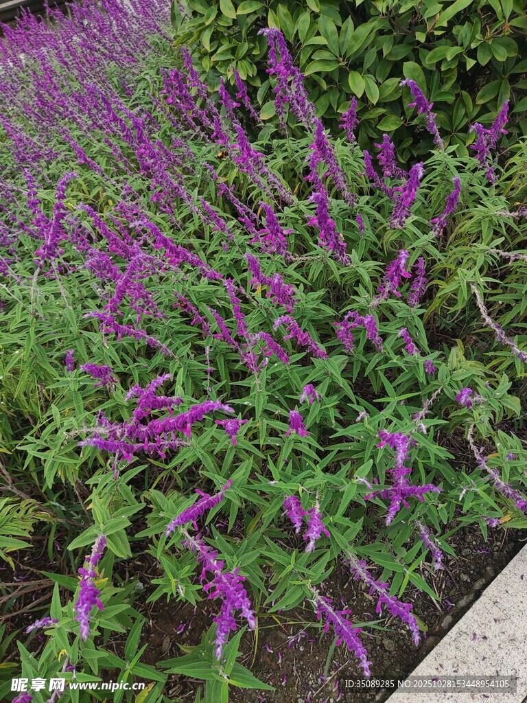 紫色花卉植物景观