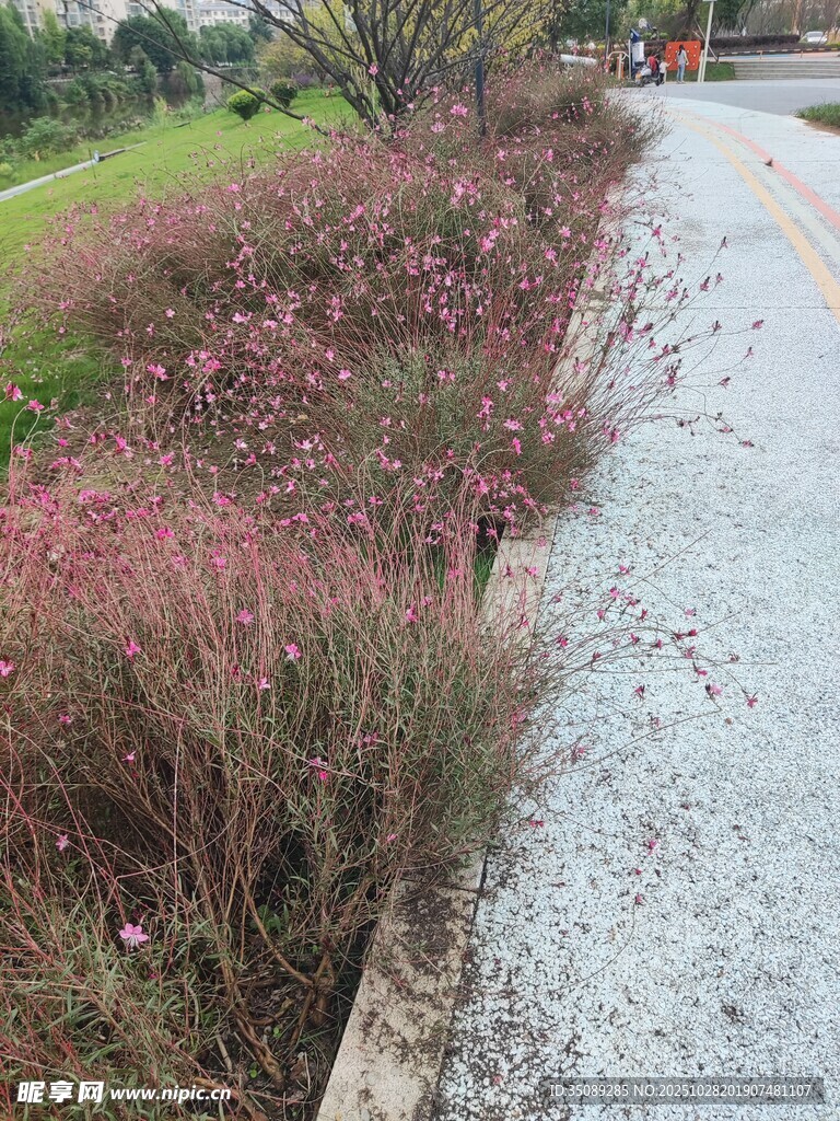 路边粉花绿植景致