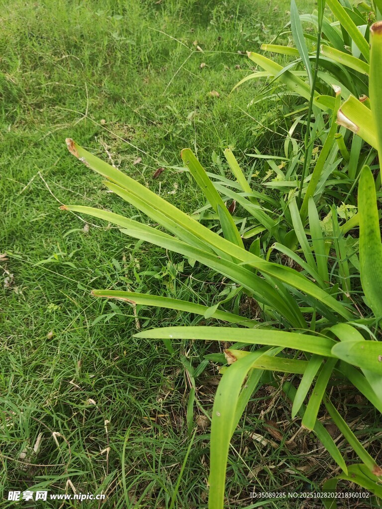 翠绿草丛中的细长叶片