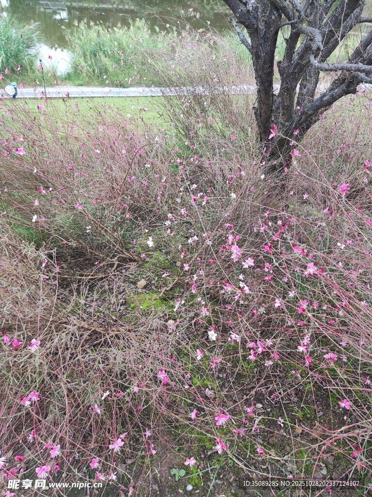 树下绽放的粉色小花