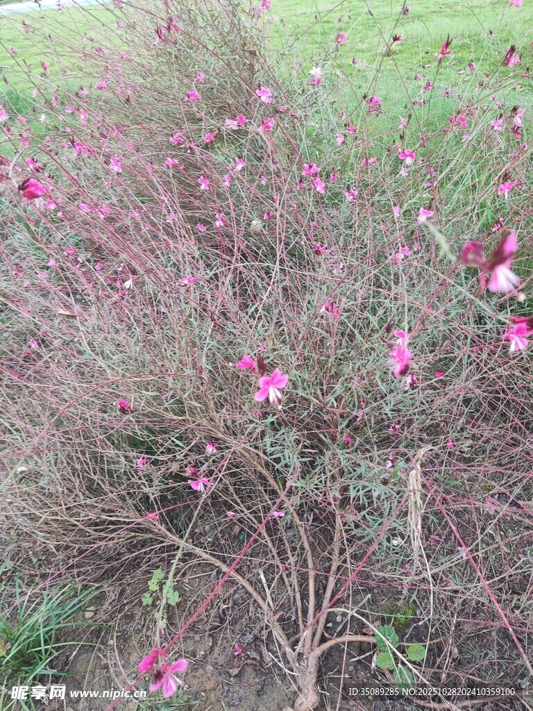 粉色小花绽放于灌木丛中