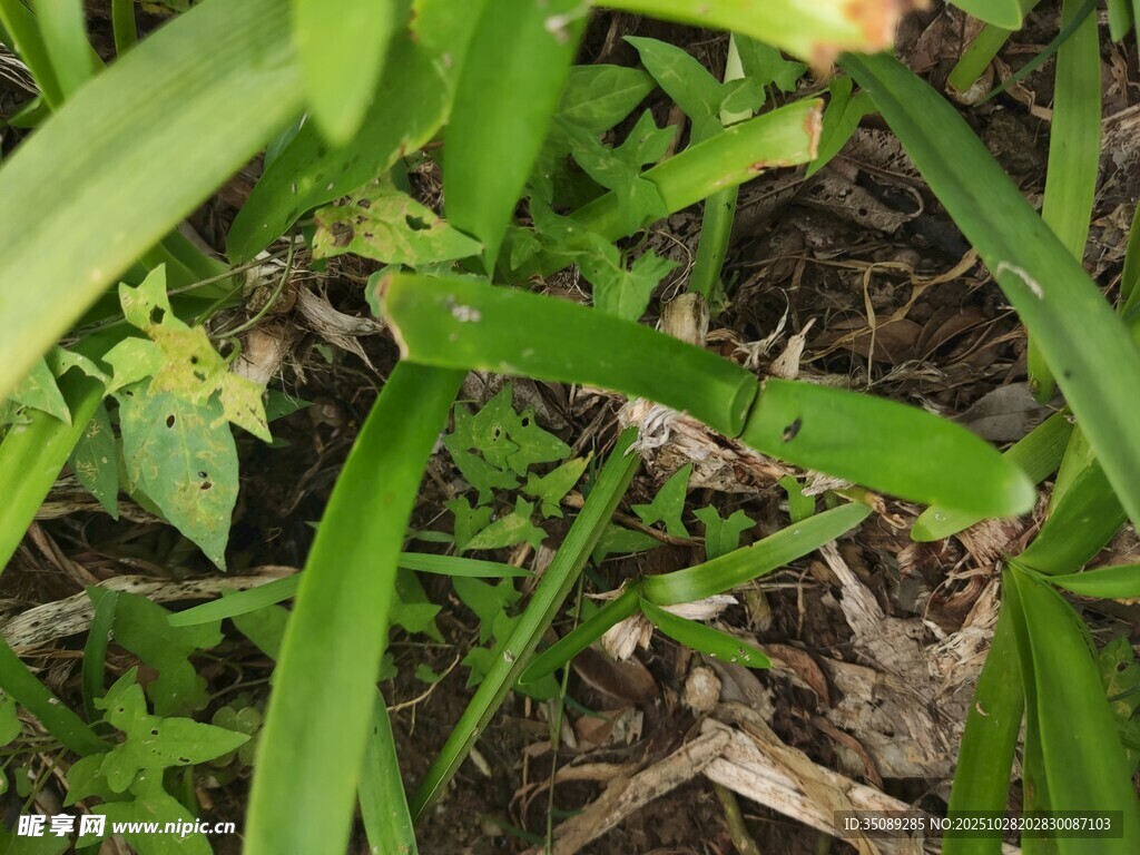 绿叶间的自然生机