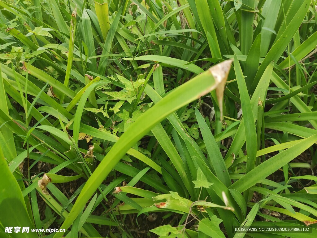 翠绿草丛中的尖叶