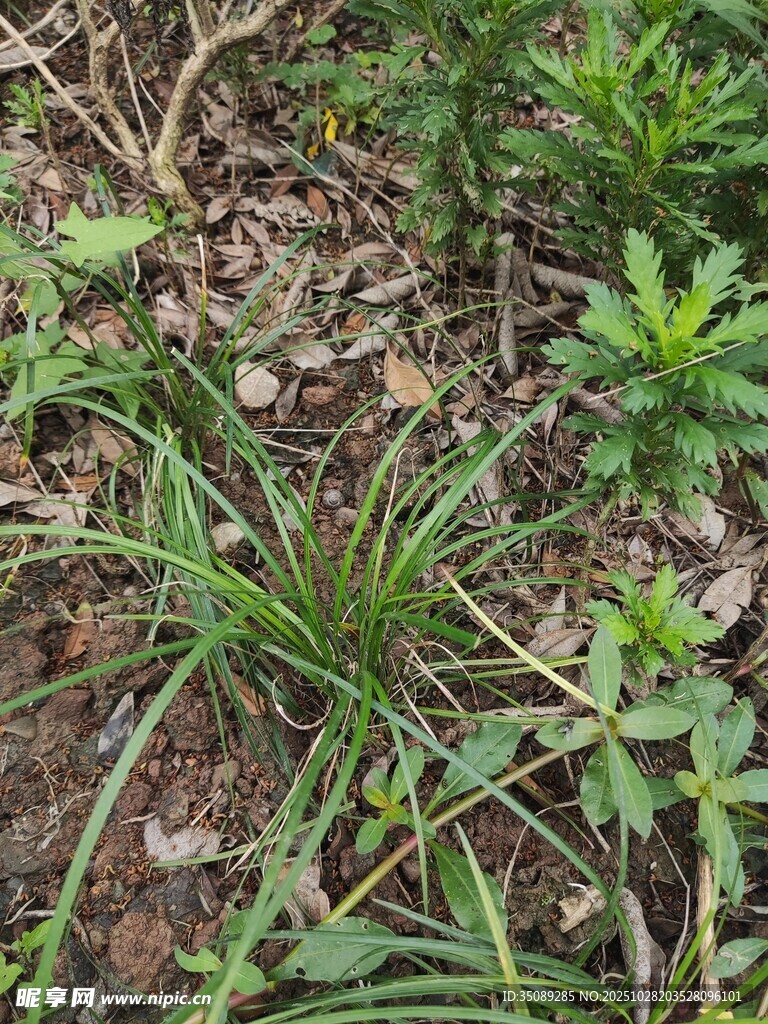 地面上的多样绿色植物