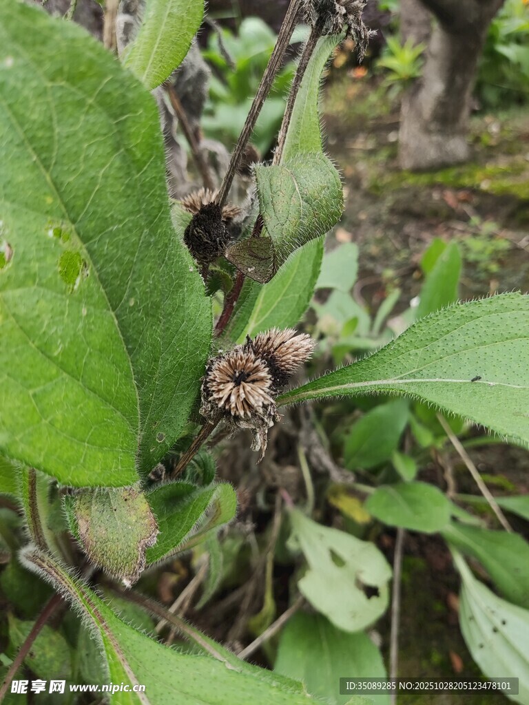 绿叶间的植物根茎细节