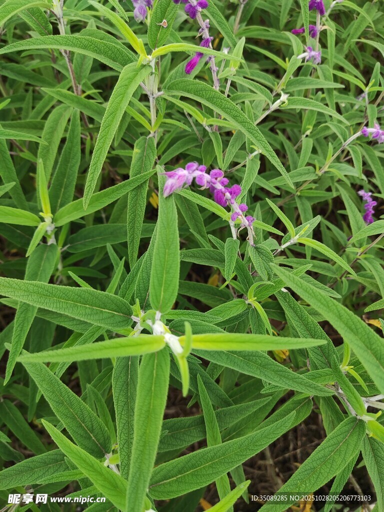 紫色小花与绿叶植物