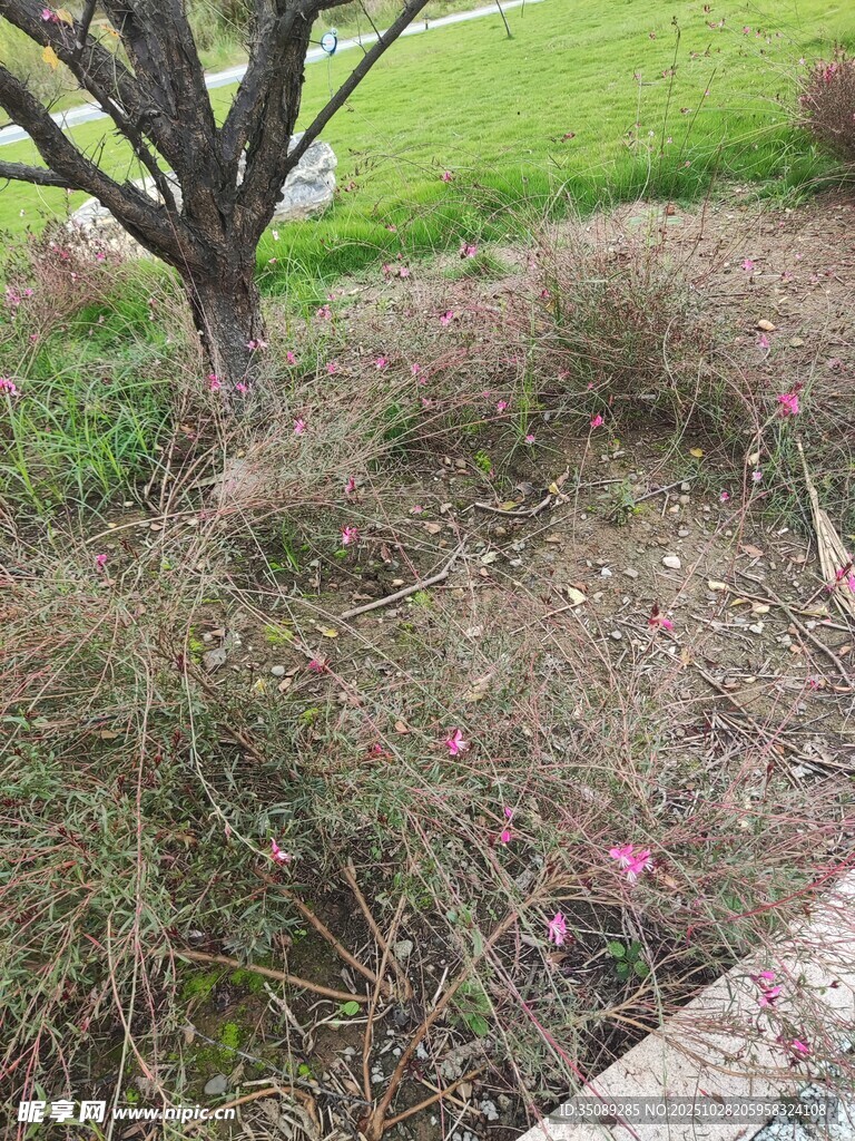 枯树旁杂乱的低矮灌木丛