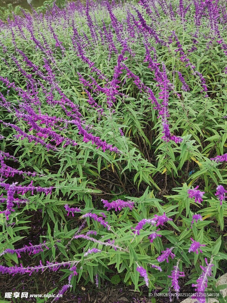 紫色花海绽放的浪漫美景