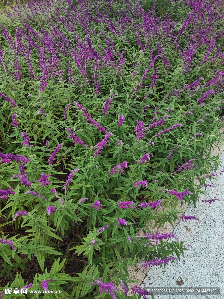 紫色花卉植物景观