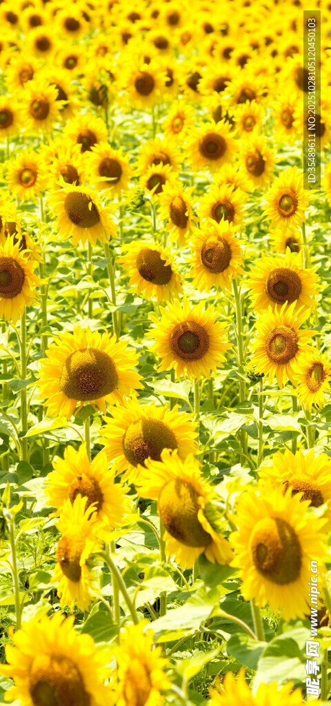 金色向日葵花海