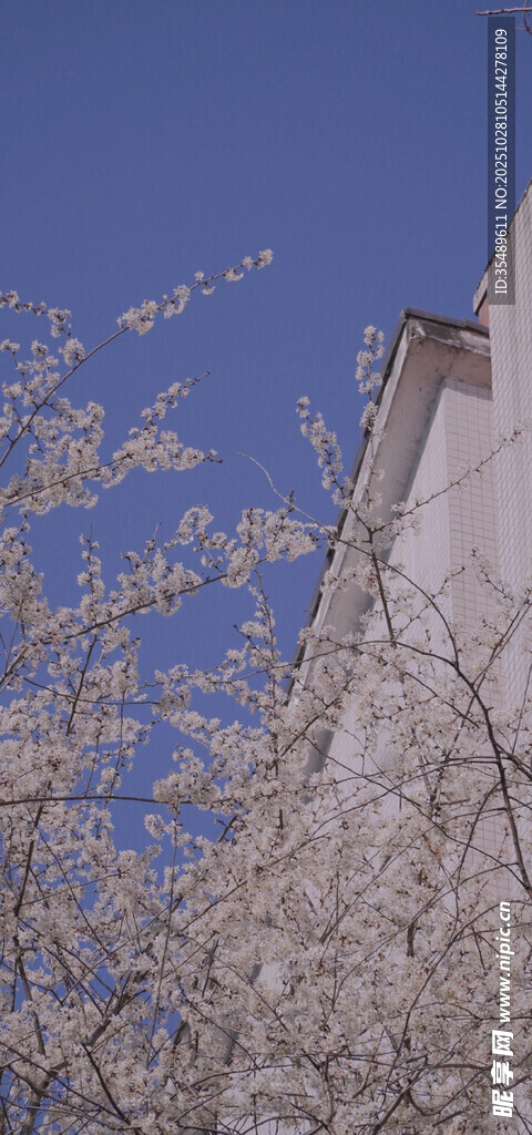 蓝天映衬下的繁花建筑