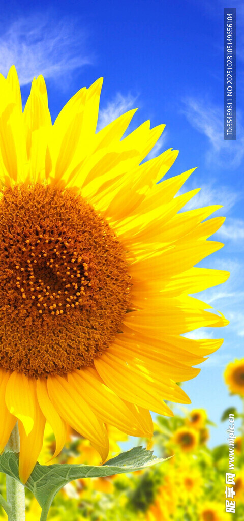 灿烂向日葵绽放于蓝天之下