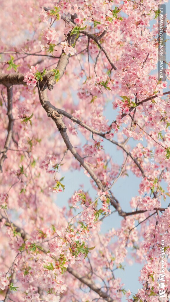 烂漫樱花枝头绽放