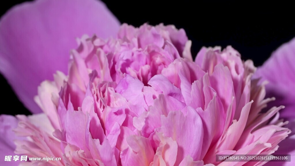 娇艳粉色牡丹花特写