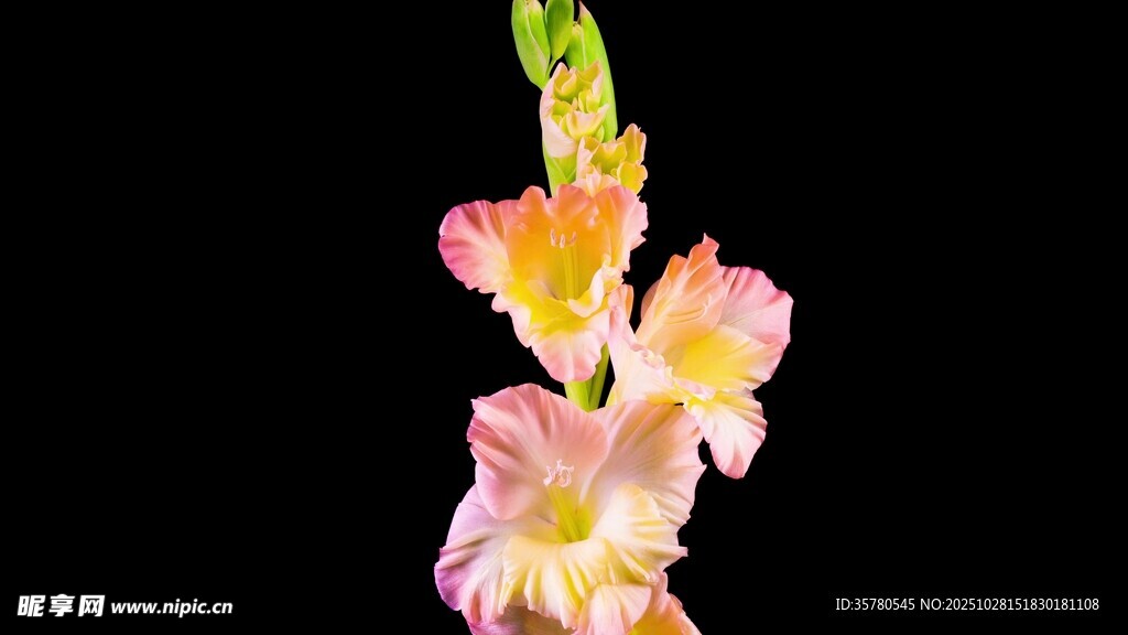 粉色唐菖蒲花特写