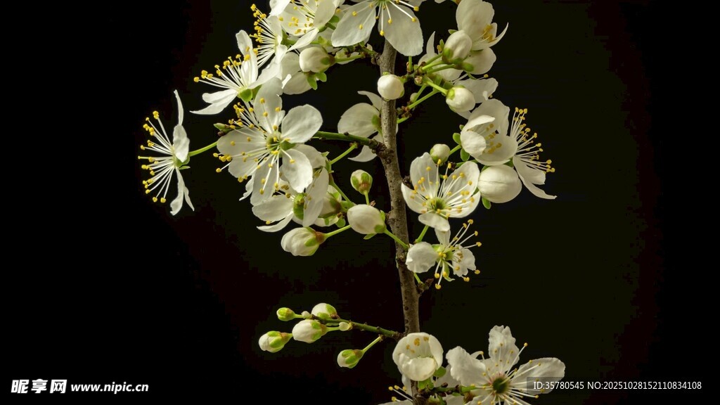 春暖花开延时素材