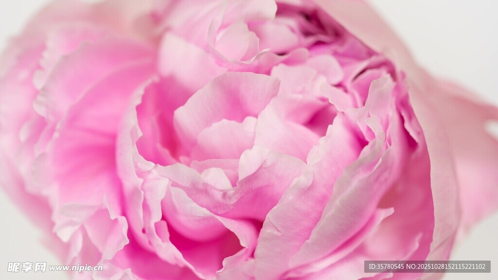 娇艳粉色牡丹花特写