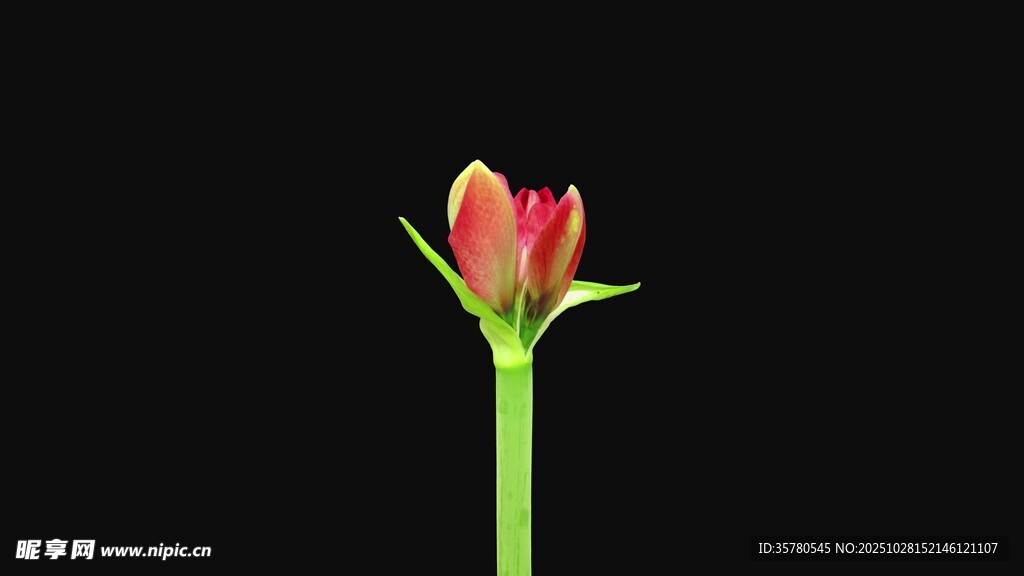 单枝红郁金香特写