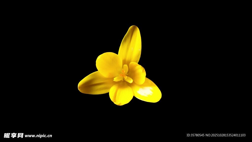 黄色单朵小花特写