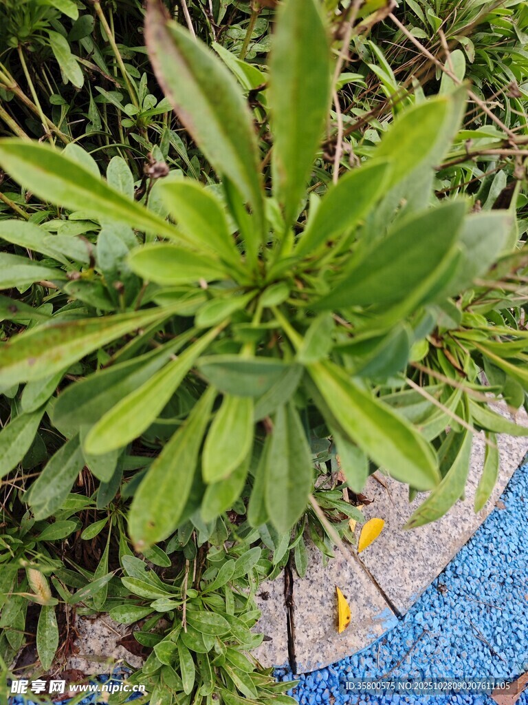 绿叶植物置于多彩地面