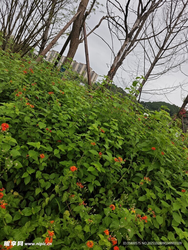 山坡绿植间点缀着红花