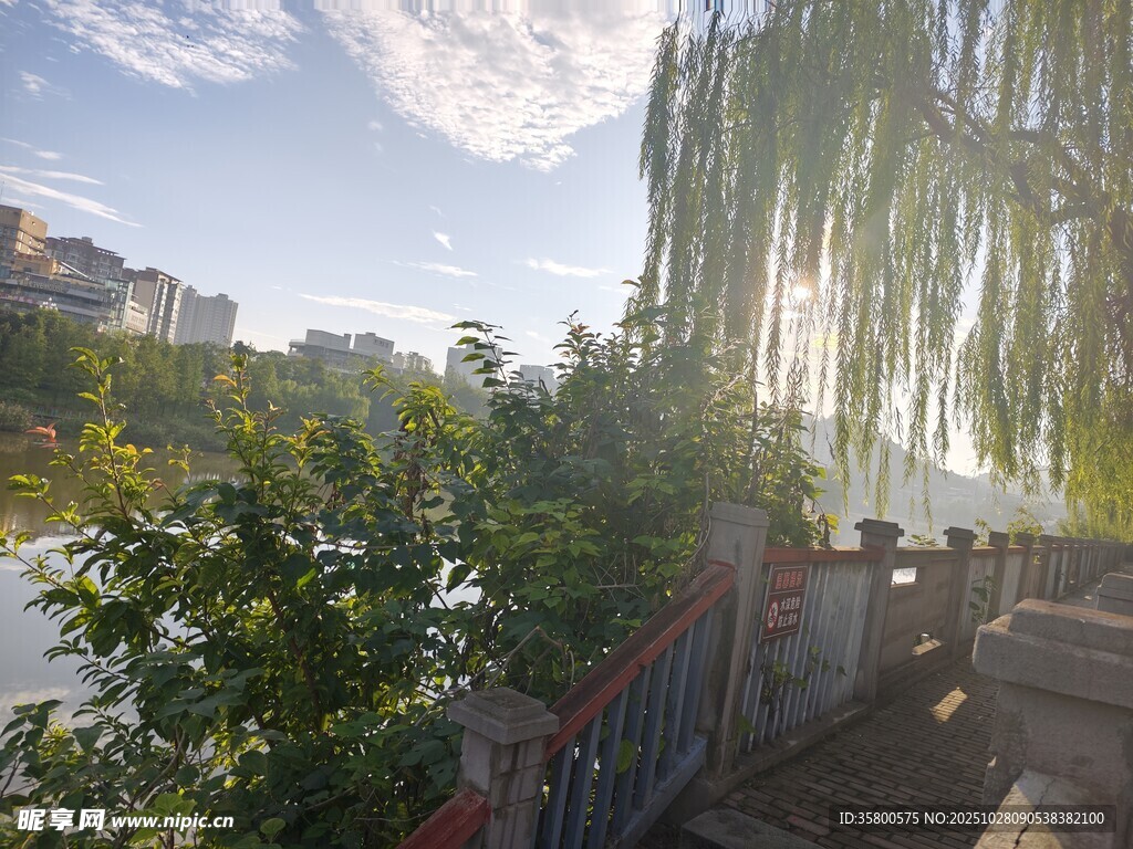 河畔垂柳景观