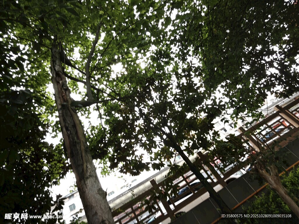 仰视葱郁树木与木质建筑