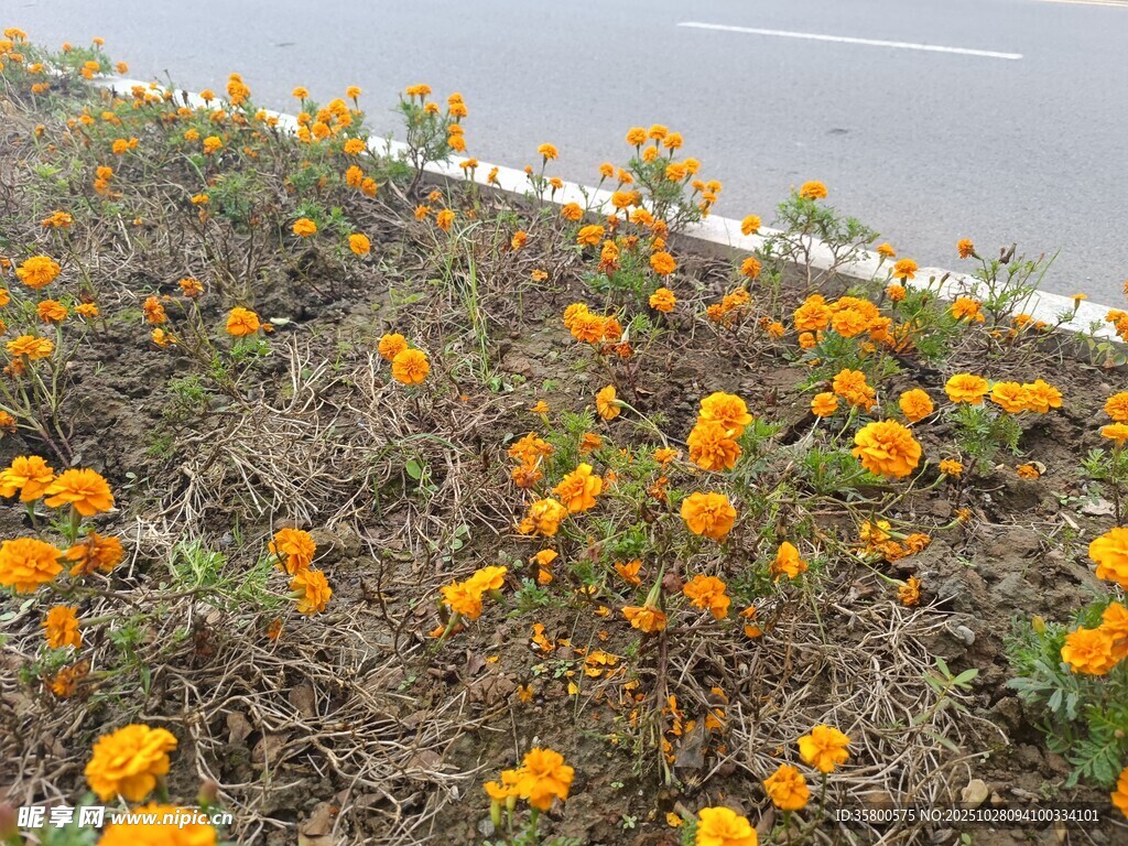 路边绽放的橙色美丽花卉