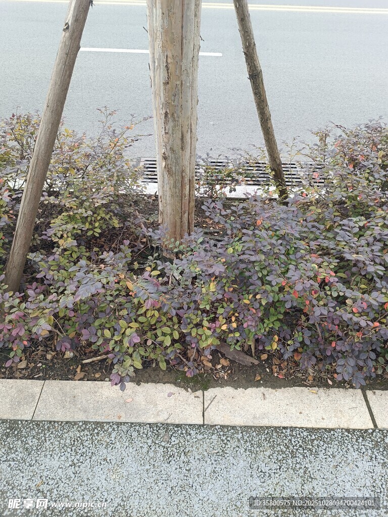 路边树木旁的低矮植物景观