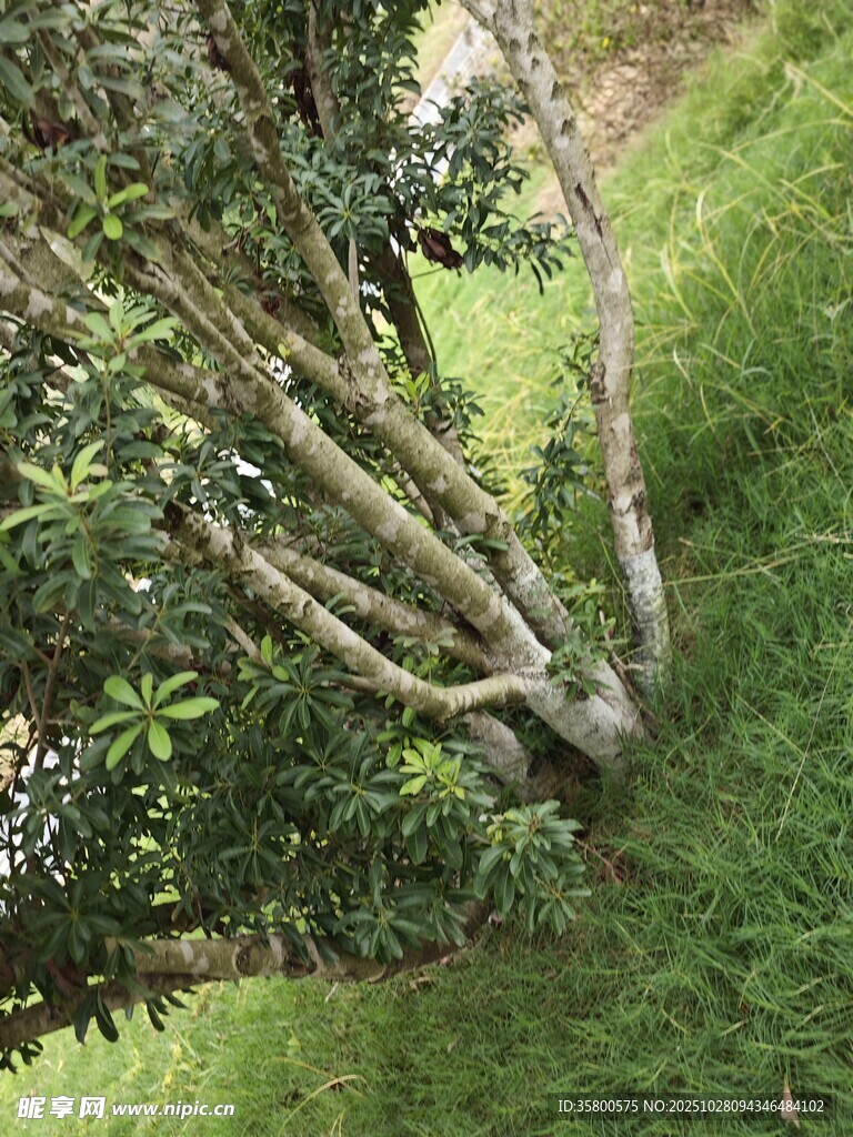 弯曲树干的绿植景观