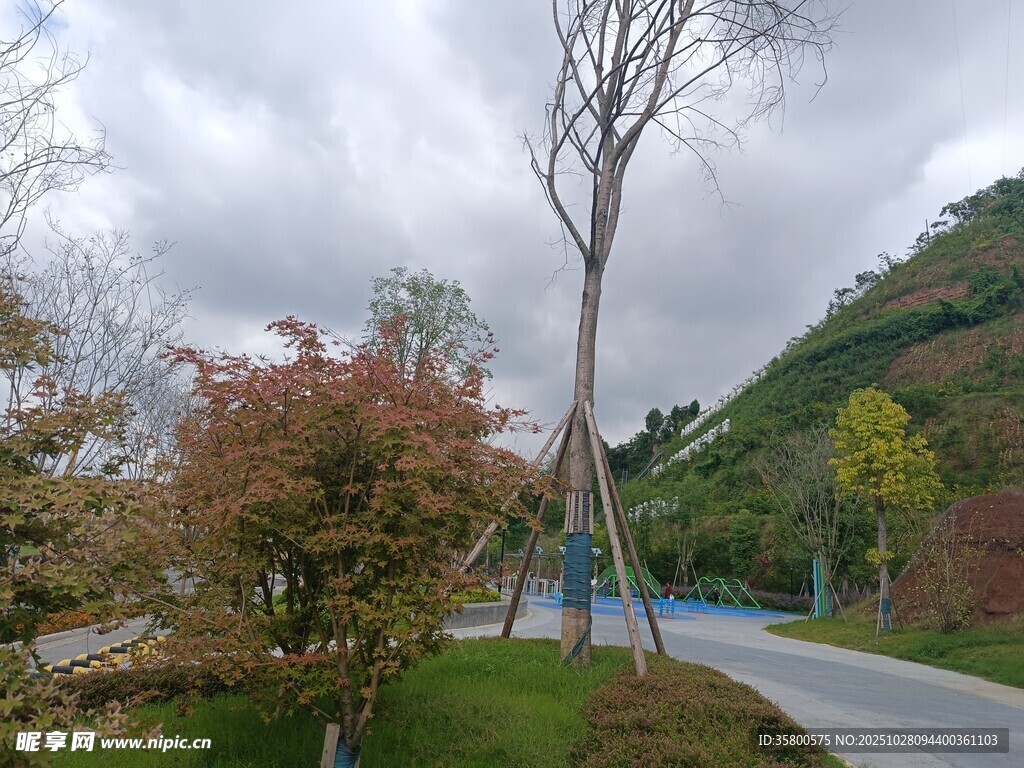 山间小径旁多彩树木景观