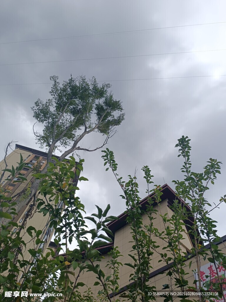 乌云下的房屋与绿植