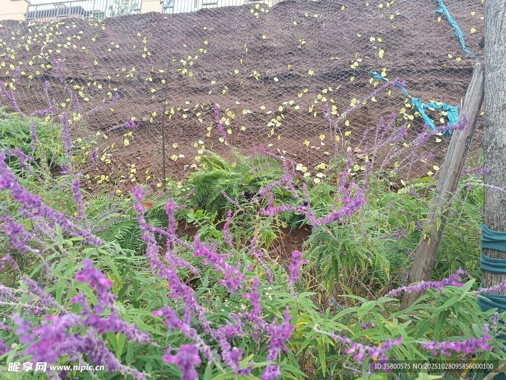 花园中绽放的紫色花卉