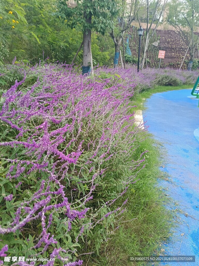 紫色花丛旁的蓝色步道