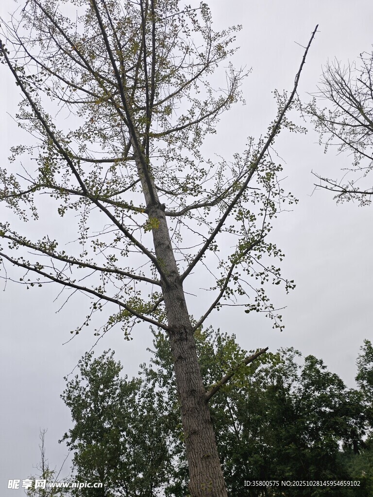 光秃树木与背景绿植
