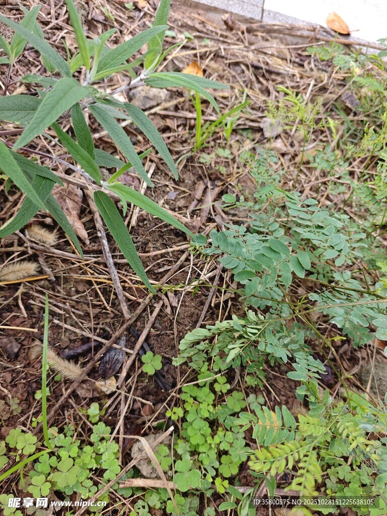 野外植物群落局部景象
