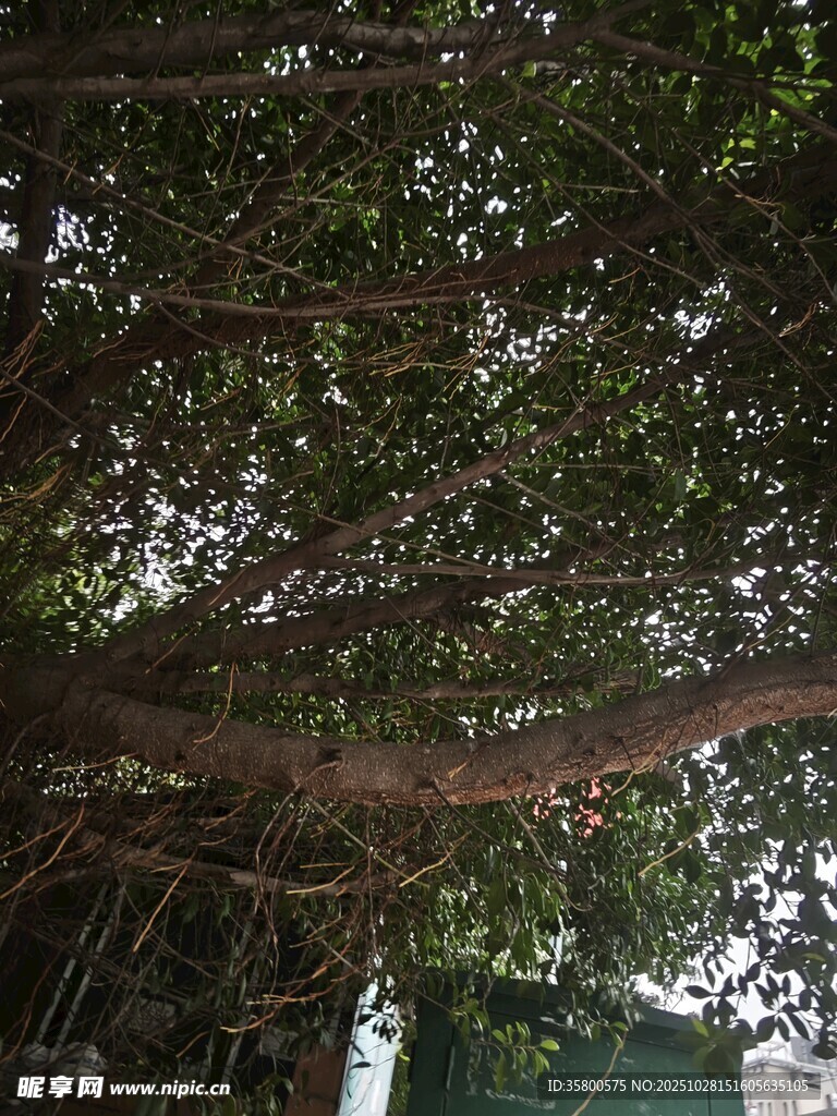 繁茂榕树枝干与绿叶景观