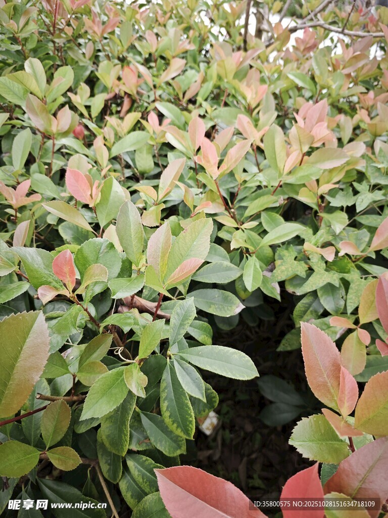 多彩叶片植物景观